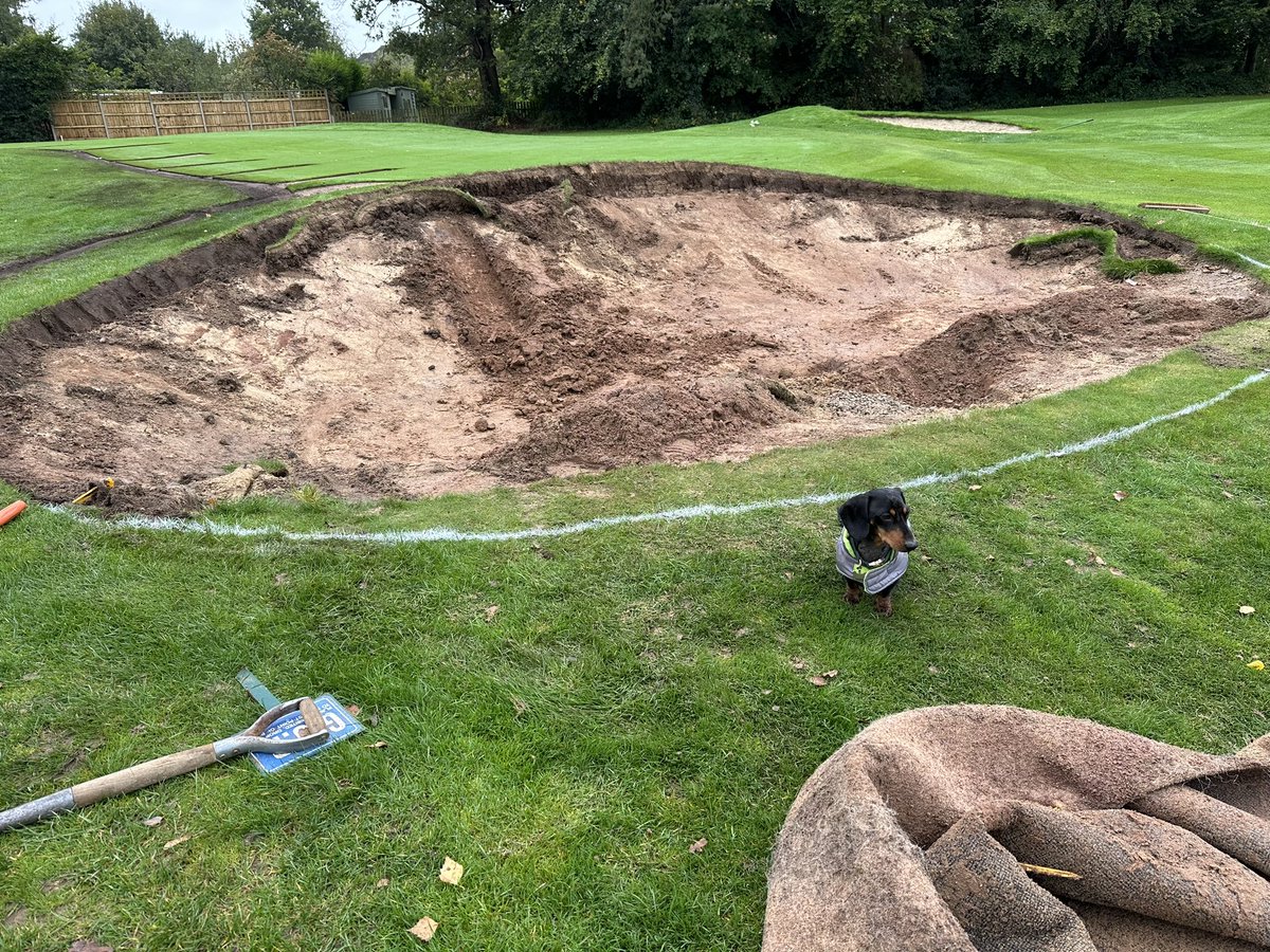 Alf supervising bunker renovation <a href="/CoptHeathGC/">Copt Heath Golf Club</a> <a href="/DogsOfTurf/">Dogs Of Turf</a>