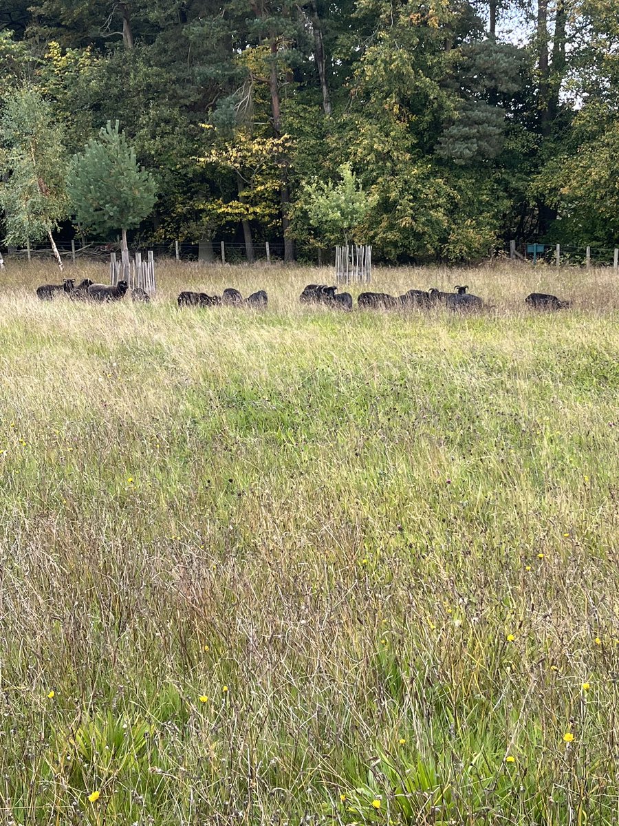 With increasing interest in autonomous mowers we thought it would be appropriate to post a picture of our very own cutting and collecting fleet. No programming or recharging required. Limited colour range (black only) but outstanding performance.
