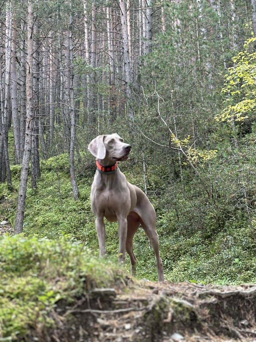 Cattrackview's tweet photo. Pineda del bosc de Ribes. 
@RipollesTurisme @elripolles @el9nou @vallderibes @ValldeNuria @parcscat @CAT_deSetmana https://t.co/eqZ049bisC