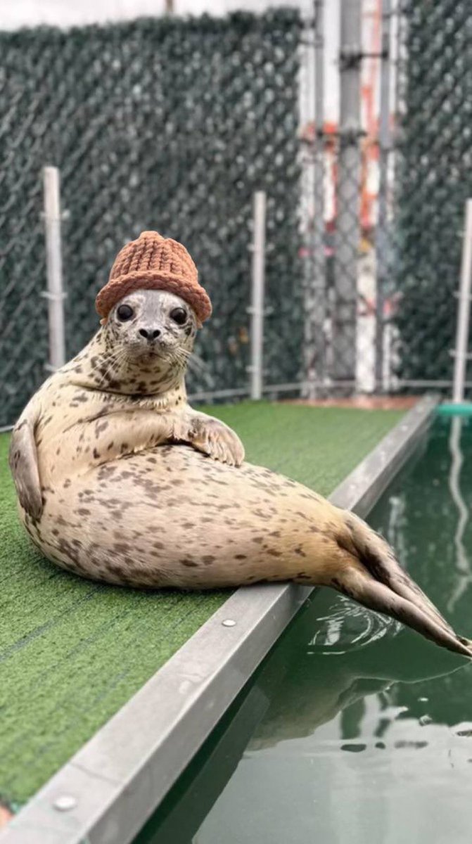 <a href="/rektober/">rektober</a> He must of had a Seal 🦭 
Named Biscuits