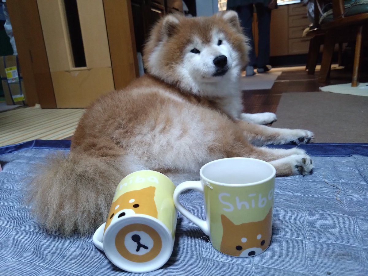 しばゆり (@shibayuri0713) / X