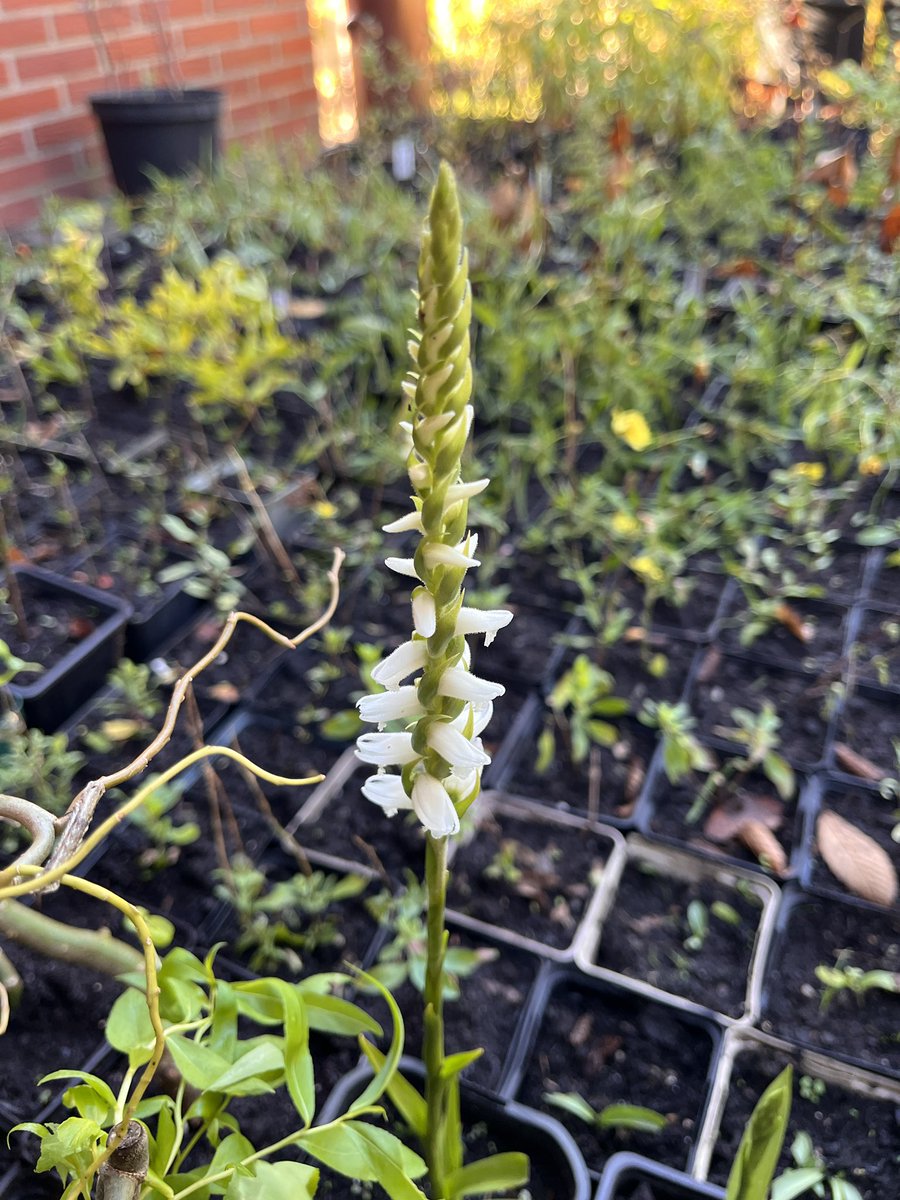 _t_m's tweet photo. Spiranthes carnea lässt sich gut vermehren, aber auch die Spanische Wegschnecke liebt diese Orchidee.
Wir haben kaum #Arionvulgaris. 🙃✌️
#spiranthescarnua https://t.co/WV8Ueldiai
