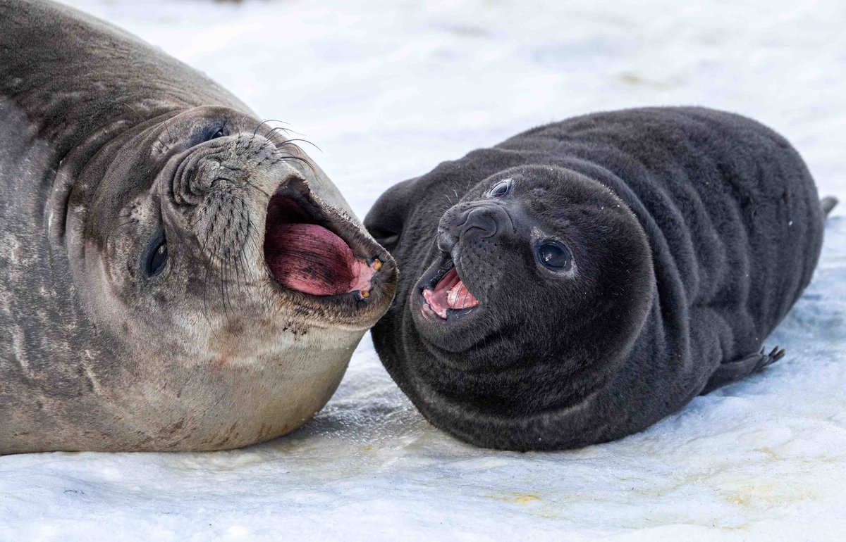 Elephant seal mother and pup saying hello