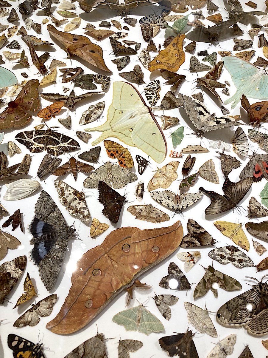 桃山鈴子さんに激しくおすすめされていた小林真大さんの「虫る？」展。最終日前日にようやく行けました。
展翅されていない蛾たち。カツオブシムシに食い荒らされて時間と命の痕跡がなまなましい標本箱。昆虫館や博物館では締め出されるであろう展示と表現、まさにアウトオブミュージアムなのでした！