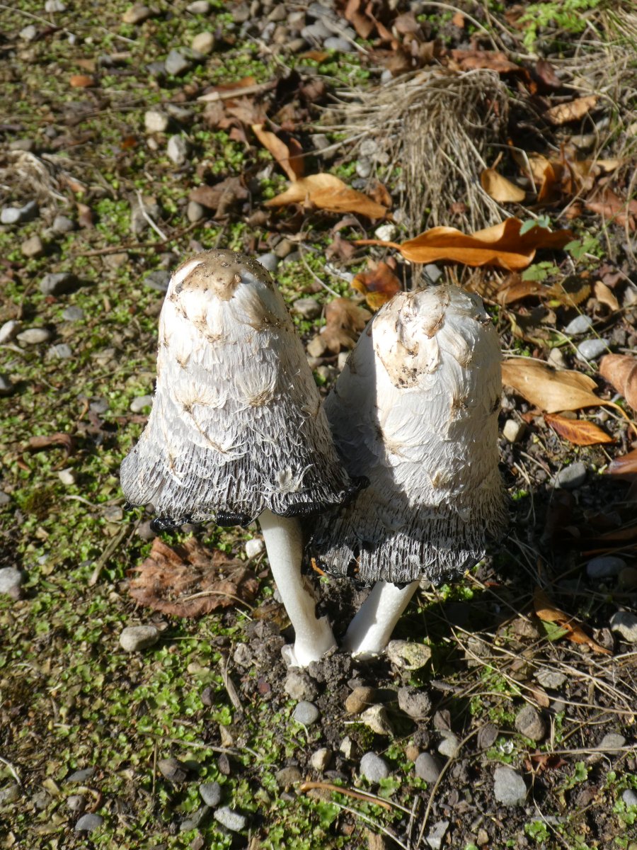 National Fungi Day and we have several in the garden and wood, well we are a wildlife Garden
#Fungi #Wildlife #YorkshireGarden #Woods #Toadstools #AutumnJoy
