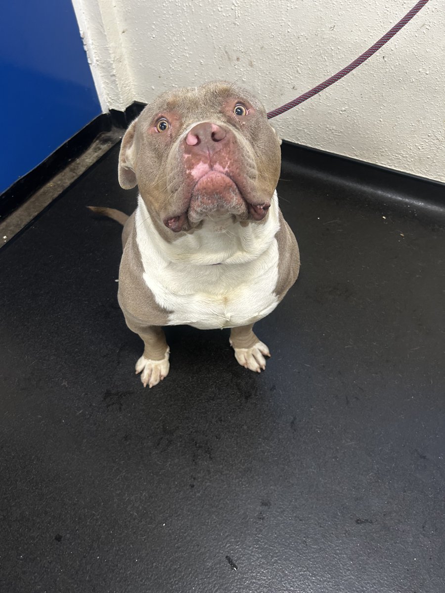 Very urgent, please retweet to help Spud find a home or a rescue space, he's currently in a council pound in #SHEFFIELD #YORKSHIRE #UK   AT RISK OF EUTHANASIA  IN A COUNCIL POUND  🆘 ineedahome.co.uk/dogs/13812-spu…  'This lovely boy was brought into kennels after being found roaming as