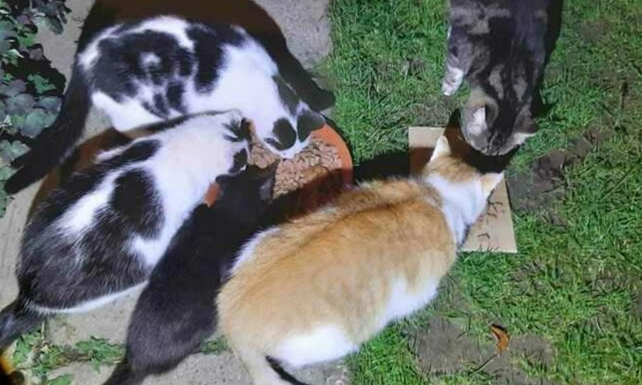 Zima tuż tuż. Siedzisz w ciepłym pokoju otulony kocem, a one... mokną i marzną na zewnątrz 😢
 
Proszę, pomóż im i dorzuć złotówkę do skarbonki dla bezdomnych, działkowych kotów 🙏🙏
ratujemyzwierzaki.pl/dzialkowekoty-…