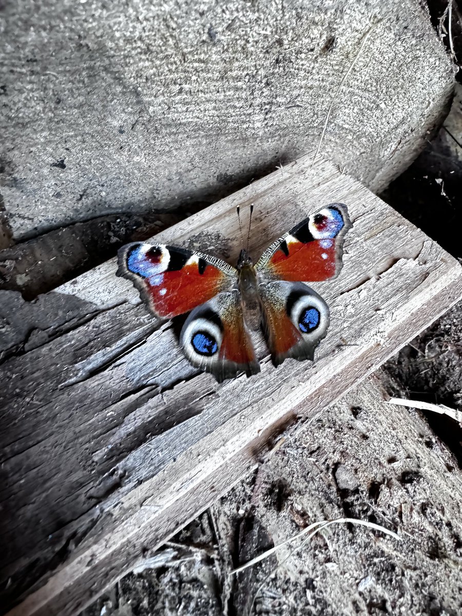 quantockenviro's tweet image. These guys hide in the log sheds 🦋#butterfly #Quantocks