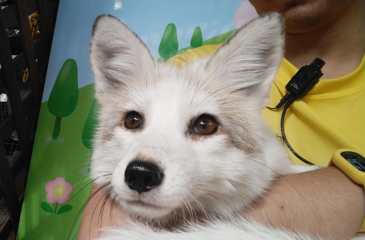 kon_fox_village's tweet photo. キツネ村自慢の天狐ちゃん
抱っこ練習中のお八ちゃんです💕 https://t.co/TZ3AnhegvA