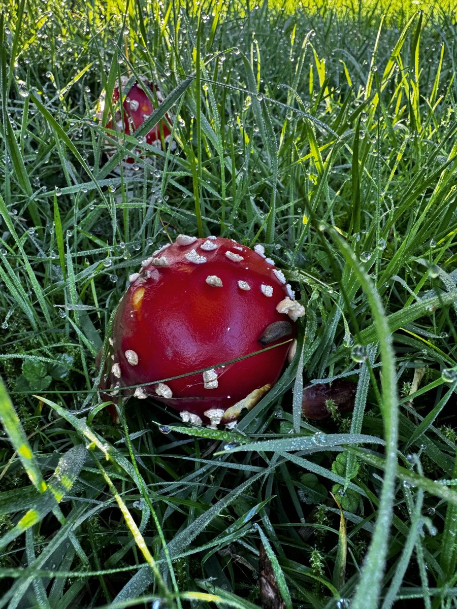 quantockenviro's tweet image. A small yet very solid Amenita Muscaria in the #Quantocks 🍄
