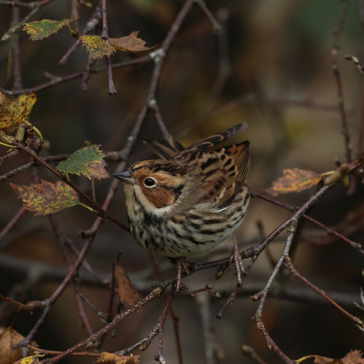 Heatherlea Birding tweet media