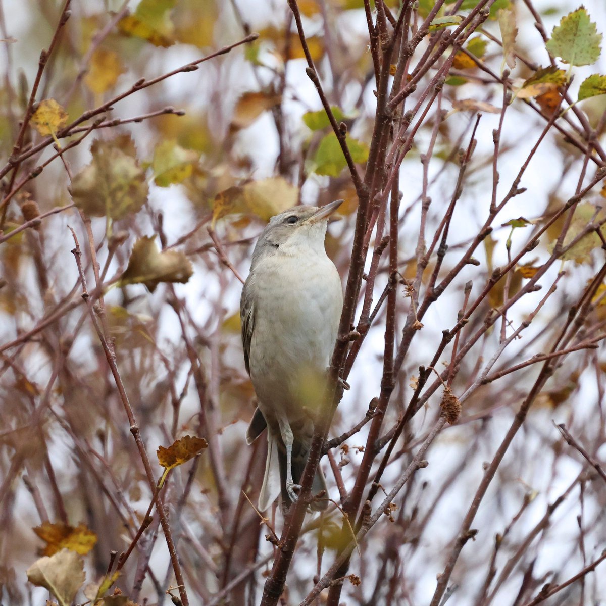 Heatherlea Birding tweet media