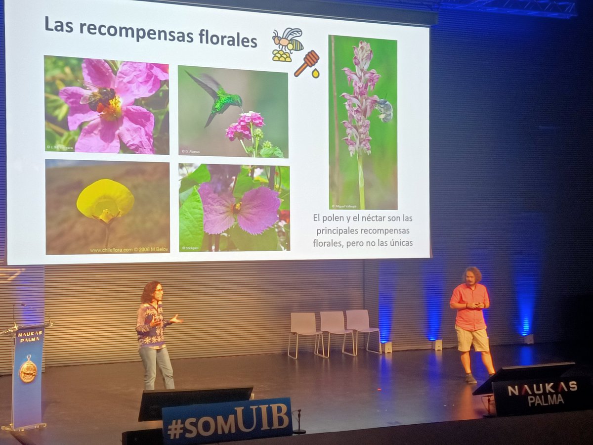 InvestigacióUIB (@investigaciouib) on Twitter photo 🐝 La polinització de les plantes: sexe i mentides. "Al final, les plantes sempre guanyen". 🌿🍀🌱🪻🏵️🌷
Ens ho han dit Joana Cursach i <a href="/Joshua_Borras/">Joshua Borràs</a> del dept. de Biologia de la #UIB al #NaukasPalma2024 al <a href="/palaucongressos/">palaucongressospalma</a> 🐝 La polinització de les plantes: sexe i mentides. "Al final, les plantes sempre guanyen". 🌿🍀🌱🪻🏵️🌷
Ens ho han dit Joana Cursach i <a href="/Joshua_Borras/">Joshua Borràs</a> del dept. de Biologia de la #UIB al #NaukasPalma2024 al <a href="/palaucongressos/">palaucongressospalma</a>