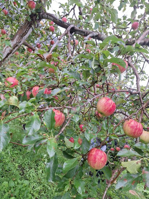 Twitterのコスプレ画像31