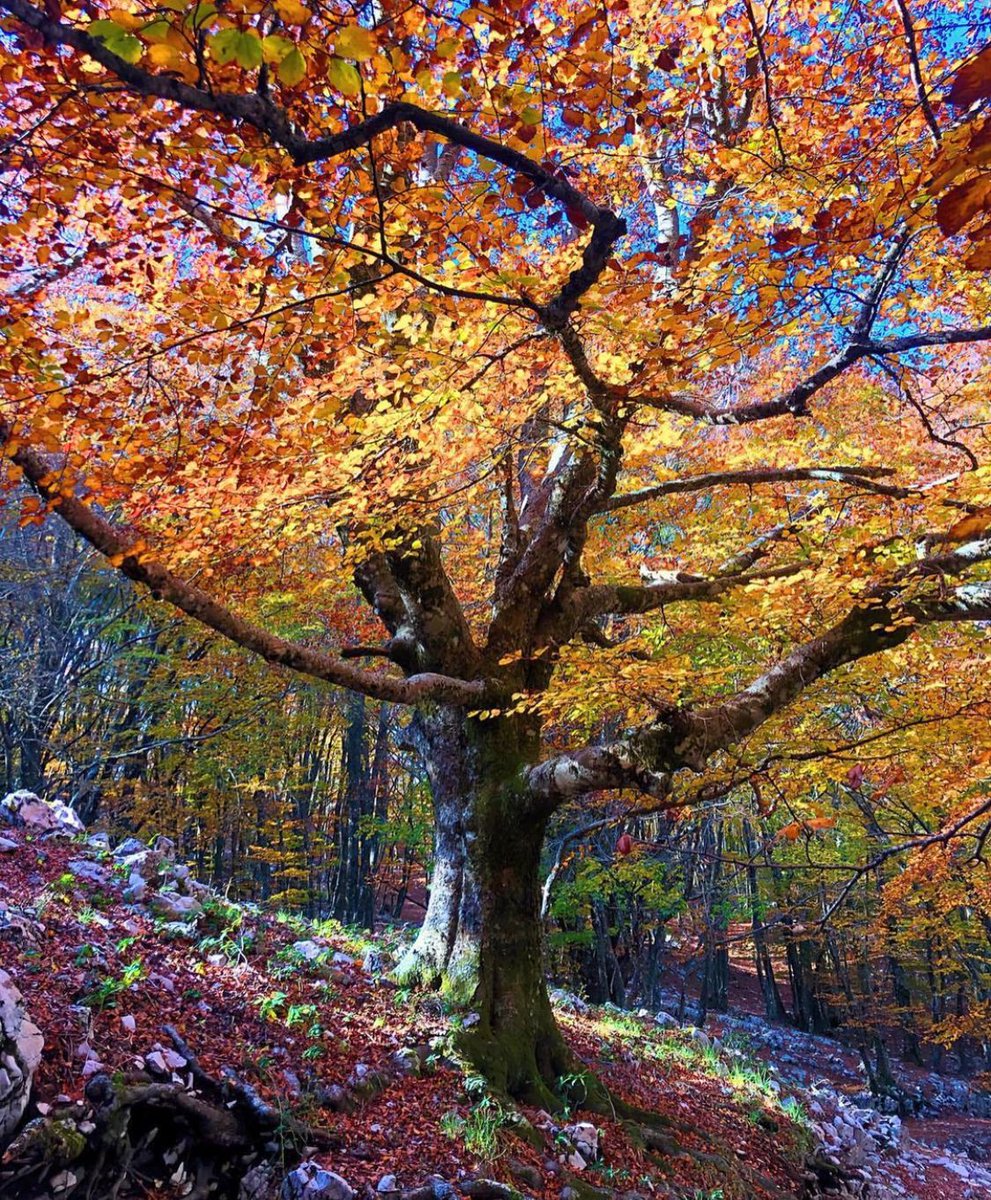 visit_lazio's tweet photo. Il #foliage nel #ParcoNazionaleDeiMontiAurunci, uno spettacolo unico tutto da non perdere 🍁

📷 Ig emanuelelabanca89

#VisitLazio #LazioIsMe #LazioEternaScoperta https://t.co/yLXHE92kQd