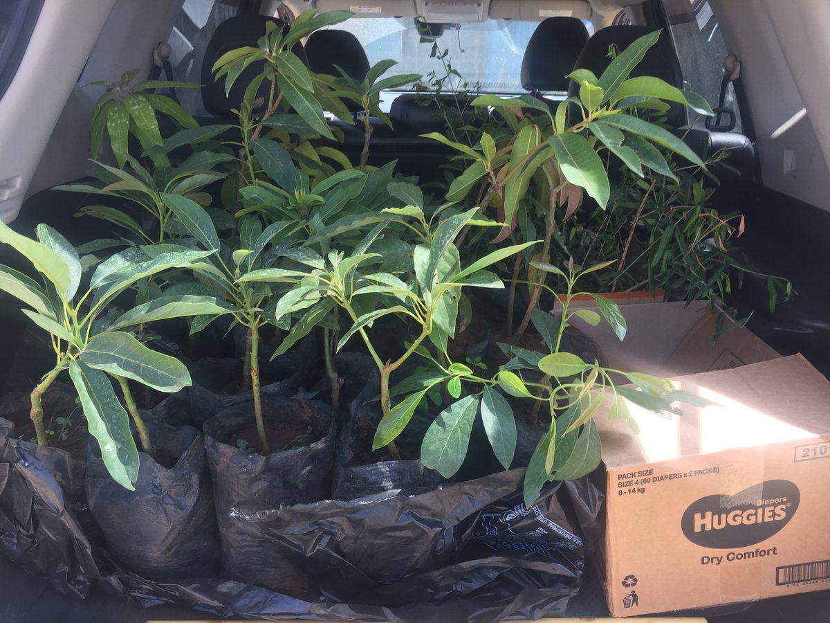 Sisters4planet's tweet photo. We donated 50 trees for Daraja academy which includes Avocado and Mango trees. 
Donate a tree for a school @ ksh 200 per tree https://t.co/cx4Y1XWTgT