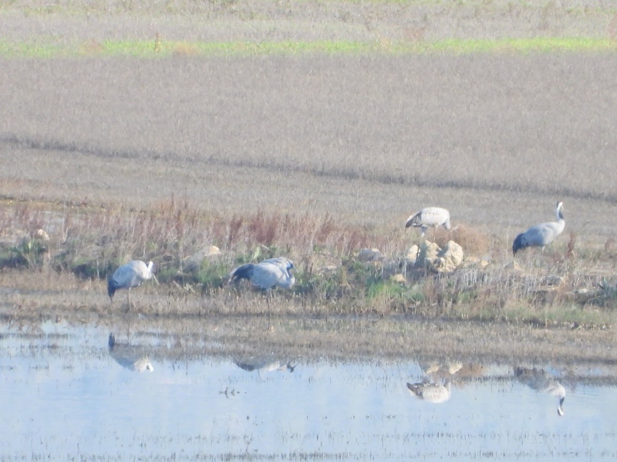 ¡ Ya están aquí las primeras #grullas !
Algo más de 30 grullas han llegado ya a la cuenca de la laguna de Gallocanta y se han repartido entre la Reserva Natural Dirigida de la Laguna de Gallocanta y la laguna de la Zaida en Used. ¡ Bienvenidas! #Lagunadegallocanta