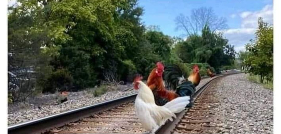 🇫🇷𝗙𝗿𝗮𝗻𝗰𝗲𝟱𝟰 tweet media