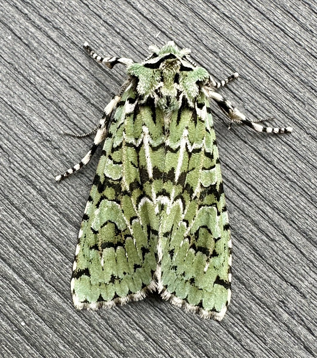Only one moth on the garden trap last night but it was a Merveille du Jour!
Super moth.