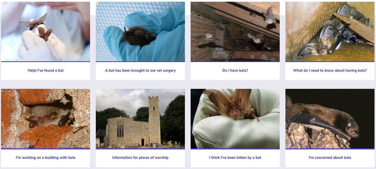 We have an excellent advice section on our website that answers your questions and concerns about bats and give you advice on what to do if you found a bat that needs help, information about bat boxes, everything you need to know about having a bat roost: buff.ly/4gNMXgF