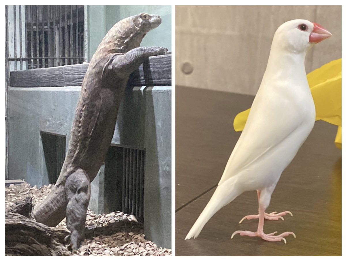 今日会ってきたコモドオオトカゲと
うちのかわいい怪獣
#文鳥