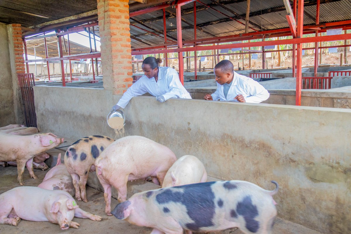 pigs_farm's tweet photo. A good feeding regime should meet pigs' nutritional needs based on age, weight, and production stage. 

Proper records will help in decision-making and allow for necessary adjustments. 

These records should monitor the growth of weaners and help achieve feeding efficiency! https://t.co/GX0z9OBFAf