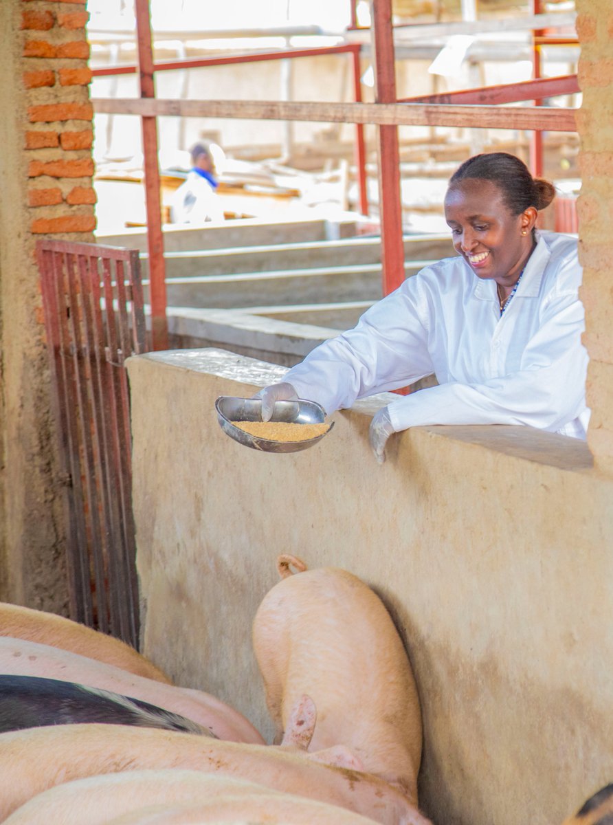 pigs_farm's tweet photo. A good feeding regime should meet pigs' nutritional needs based on age, weight, and production stage. 

Proper records will help in decision-making and allow for necessary adjustments. 

These records should monitor the growth of weaners and help achieve feeding efficiency! https://t.co/GX0z9OBFAf