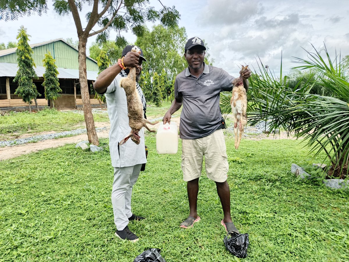 RetsonTedheke01's tweet photo. When Are You Spending a Weekend in Ga'ate?
This Weekend Will Have Snake, Rabbit, Antelope, Fresh Fish and Palm wine!
Nigeria Farmers are Not Hungry and Rural Nigeria is Not Poor.
It is Time For Nigeria to Farm, So That Nigeria Can Work!
#NigeriaFirst!
#Agbatoken! https://t.co/FAgetNgJBy