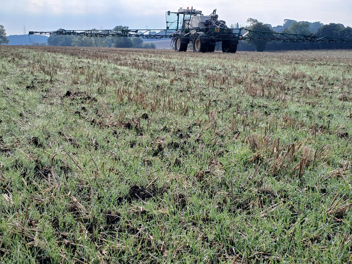 Rate my flush🤭 #blackgrass