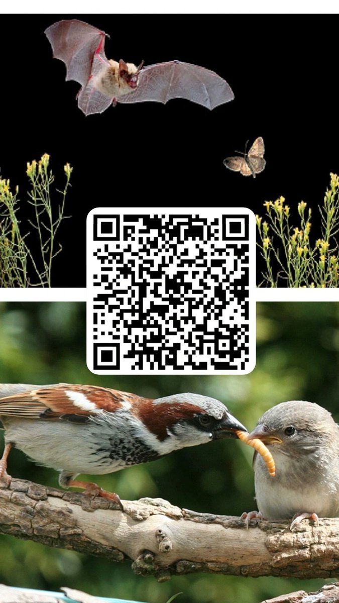 🌿 Deine Meinung zählt! 🌿
Mach mit bei unserer #SOUNDSWILD-Umfrage zu #Biodiversität, #Ökosystemleistungen &amp; #Naturschutz. Hilf uns, Forschung und Kommunikation im Deutschsprachigen Raum zu verbessern! 🦇🐦
👉 soundswild.eu/online-umfrage
⏳ Dauer: 10-15 Min.
#birds #bats #ecosystems