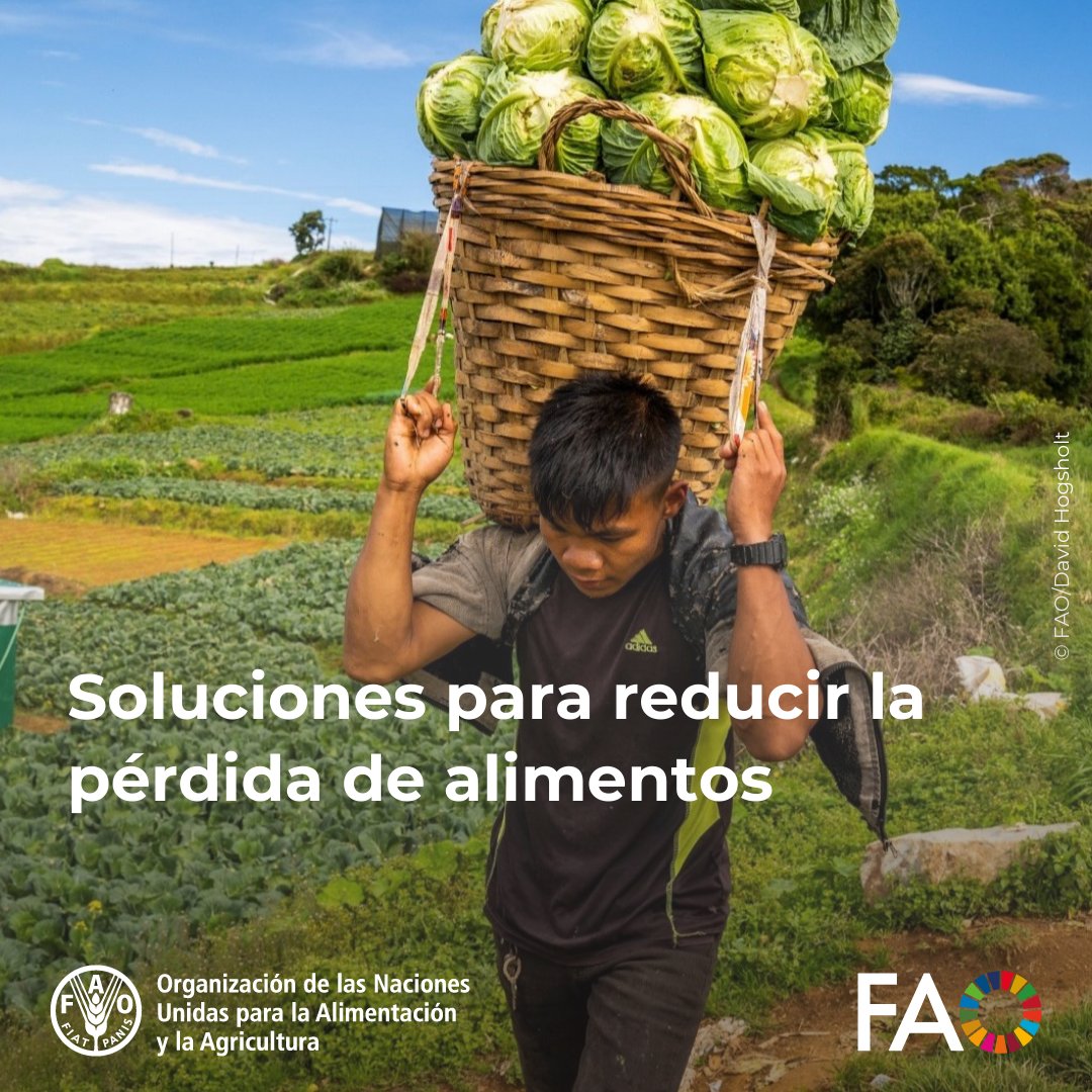 FAO Américas tweet media