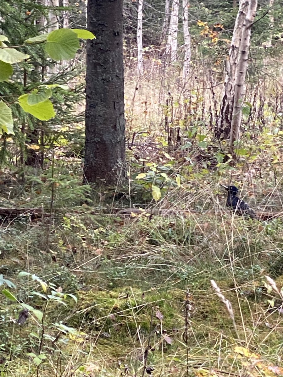 Erlend Vold Enget 🇳🇴🇪🇺🇺🇳🌍 tweet media