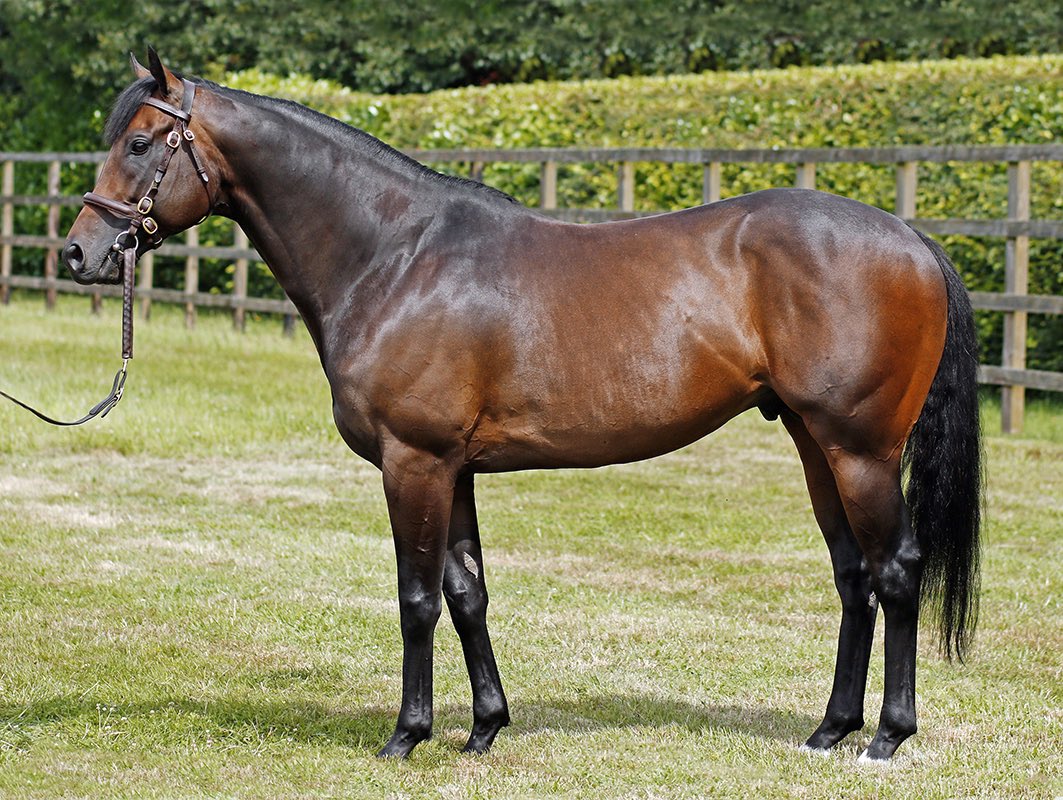 EBN (@bloodstocknews) on Twitter photo ✨ New Stakes winner for <a href="/CPStudOfficial/">Cheveley Park Stud</a>'s TWILIGHT SON (pictured) ✨
SUNFALL (GB) is too good in the Listed EBF October Stakes <a href="/Ascot/">Ascot Racecourse</a> for owner/breeder Cheveley Park Stud - congratulations to connections 👏
A timely update for <a href="/tradewinds_stud/">Tradewinds Stud</a>’s Lot 37, a Mayson half-brother ✨ New Stakes winner for <a href="/CPStudOfficial/">Cheveley Park Stud</a>'s TWILIGHT SON (pictured) ✨
SUNFALL (GB) is too good in the Listed EBF October Stakes <a href="/Ascot/">Ascot Racecourse</a> for owner/breeder Cheveley Park Stud - congratulations to connections 👏
A timely update for <a href="/tradewinds_stud/">Tradewinds Stud</a>’s Lot 37, a Mayson half-brother