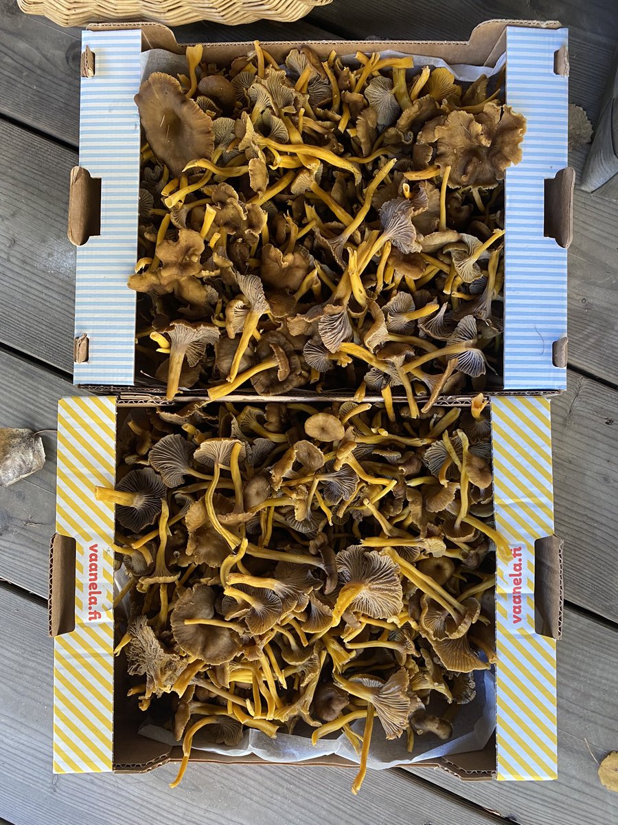 Jos eläisimme vaihdantataloudessa, olisi minulla muuan kandidaatti leipälajikseni. 😁 Nämä lähdössä ystävän hoteisiin.
#sieniaika