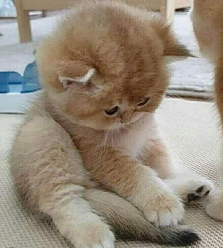 heohodau's tweet photo. Nửa đêm chán chê , mún có người nói chuyện tí huhu https://t.co/AeuvIrT3wL