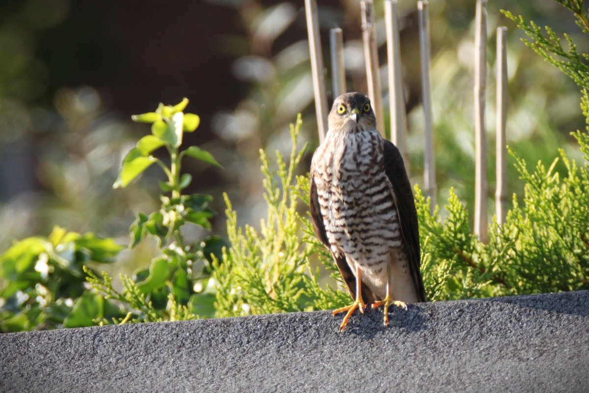 Simon Wright tweet media