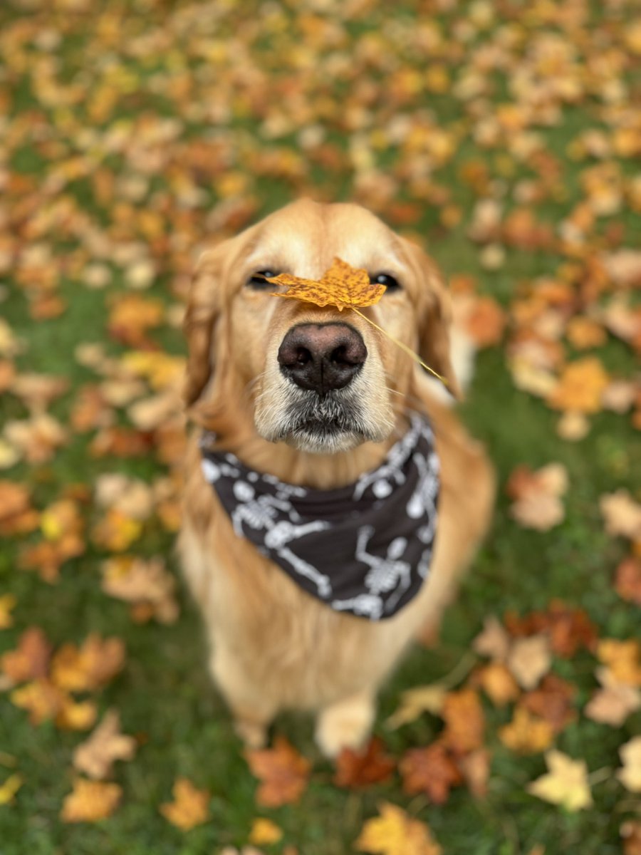 Fallin’ for Brew 🍁