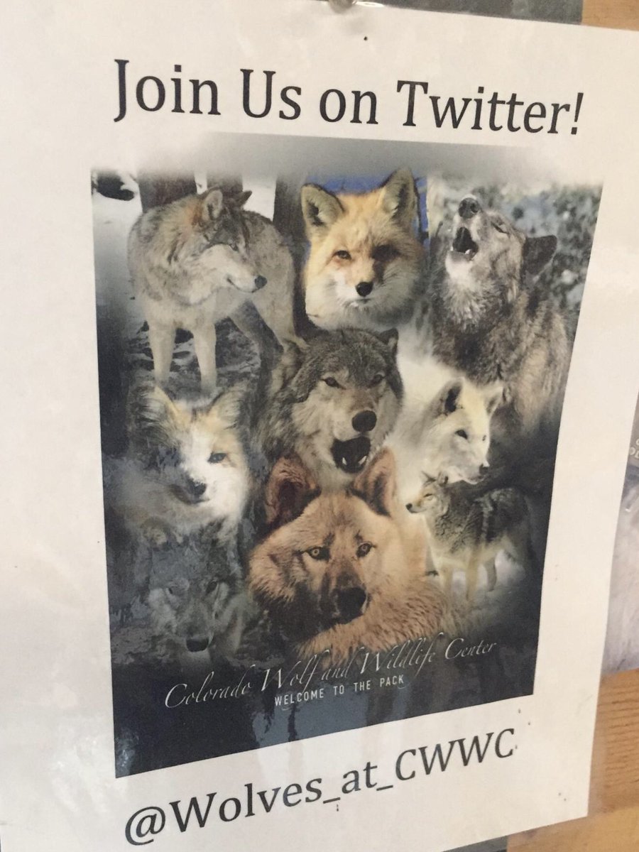 SamanthasLaw's tweet image. #CWWC #Wolves