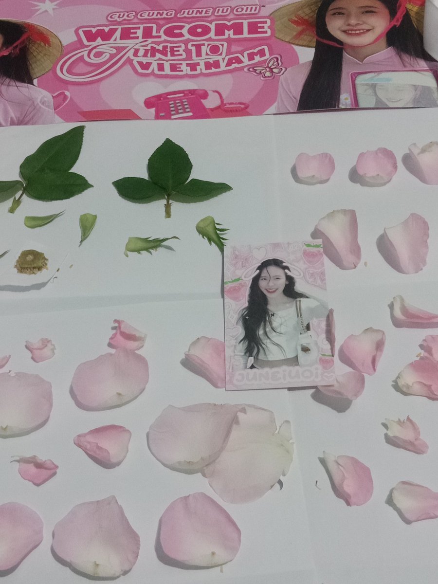 trangtran0803's tweet photo. June suggested us to preserve her 🌼 by preserve service. But I decided to press instead, carefully separated petal. When dry, i'll use them to decor journal along with June's pic. Memory of June that i'll cherish 4ever. Love u @junewanwimol19
 #Junewanwimol
#June1stFMinVietnam https://t.co/uhBK6LNKNy