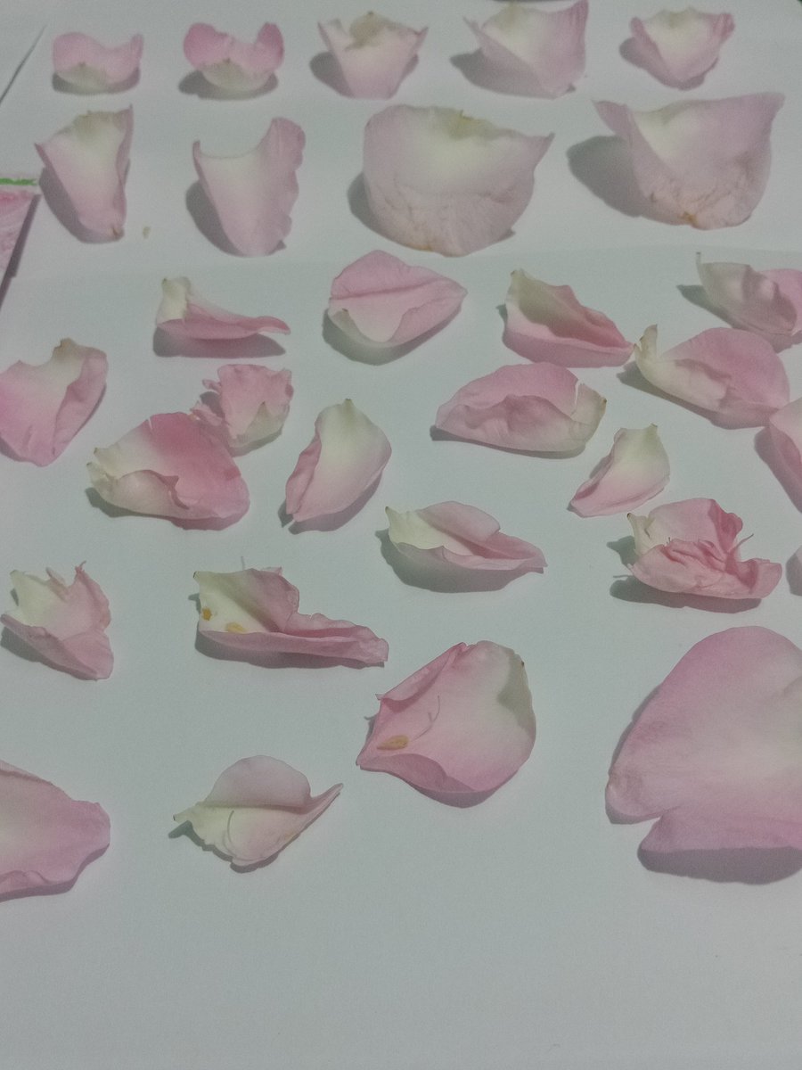 trangtran0803's tweet photo. June suggested us to preserve her 🌼 by preserve service. But I decided to press instead, carefully separated petal. When dry, i'll use them to decor journal along with June's pic. Memory of June that i'll cherish 4ever. Love u @junewanwimol19
 #Junewanwimol
#June1stFMinVietnam https://t.co/uhBK6LNKNy