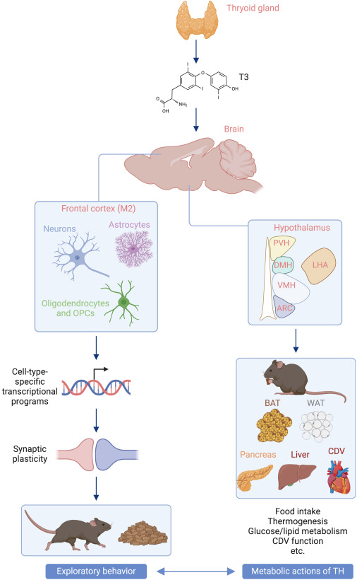 Cortical actions of thyroid hormone: An exploration and metabolism crossroad dlvr.it/TF1tz9