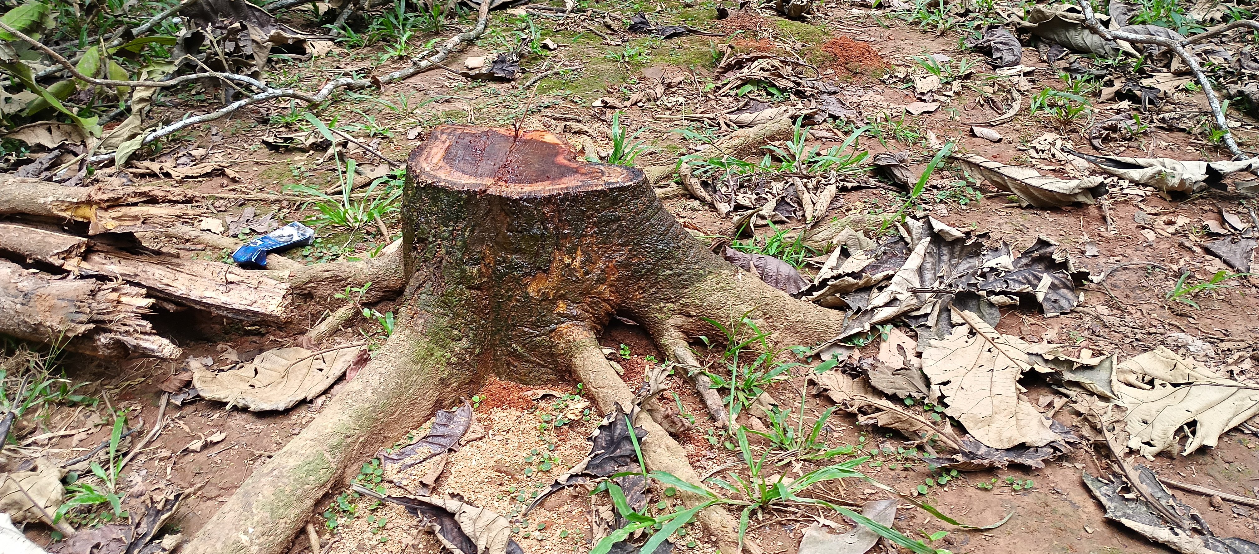 কালিয়াকৈরে দিনে প্রকাশ্যে এক কৃষকের গাছ লুটের অভিযোগ