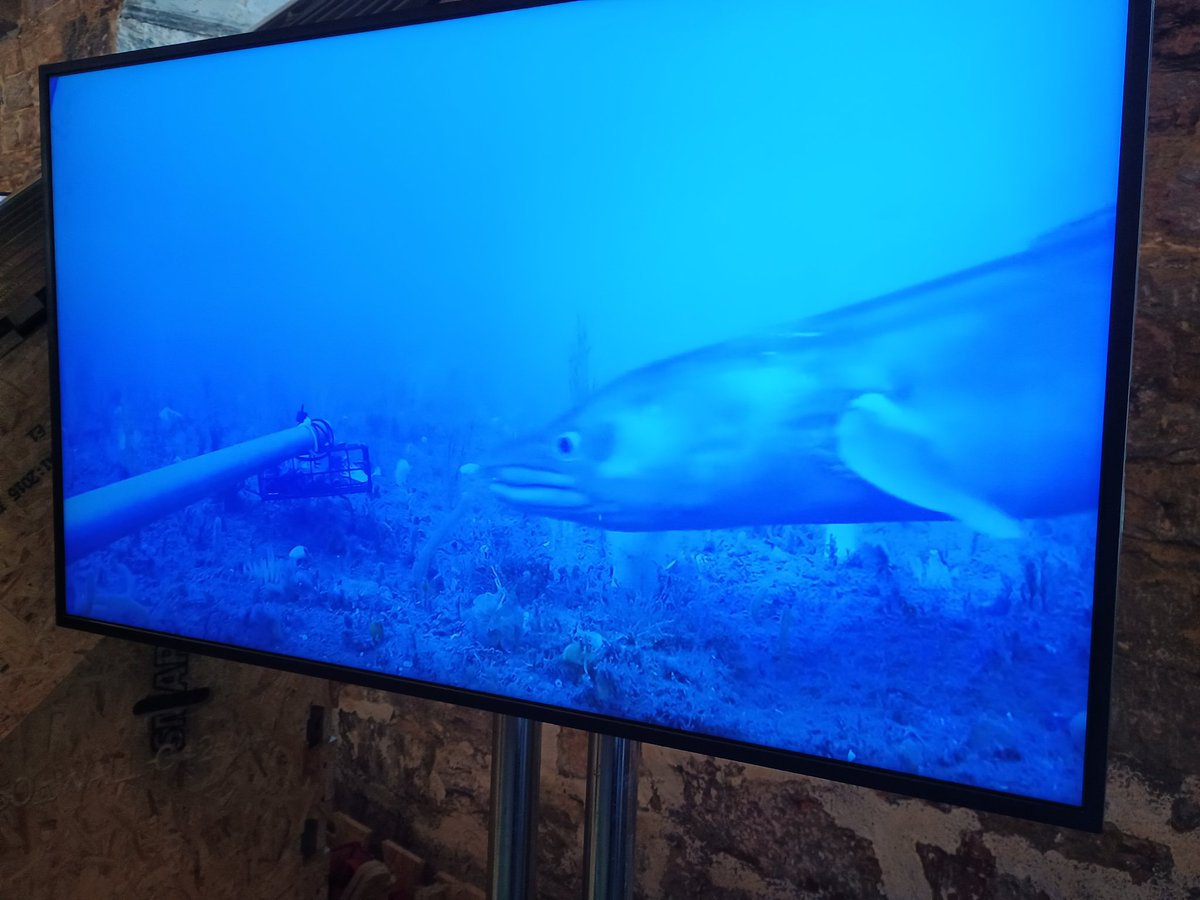Amy Cartwright (@amyycartwright) on Twitter photo Great turn out <a href="/RoyalWilliamYd/">Royal William Yard</a> for the FUTURES event where we got to talk to 100s of people about <a href="/aMER_MarineRes/">Applied Marine Ecosystems Research (aMER) Plymouth</a> Lyme Bay MPA longterm monitoring work. So many people loving our marine videos! Thank you <a href="/Chl0eMarine/">Chloe Renn 🍉</a> and our <a href="/PlymUni/">University of Plymouth</a> student ambassadors! @Dr_Emma_Sheehan Great turn out <a href="/RoyalWilliamYd/">Royal William Yard</a> for the FUTURES event where we got to talk to 100s of people about <a href="/aMER_MarineRes/">Applied Marine Ecosystems Research (aMER) Plymouth</a> Lyme Bay MPA longterm monitoring work. So many people loving our marine videos! Thank you <a href="/Chl0eMarine/">Chloe Renn 🍉</a> and our <a href="/PlymUni/">University of Plymouth</a> student ambassadors! @Dr_Emma_Sheehan