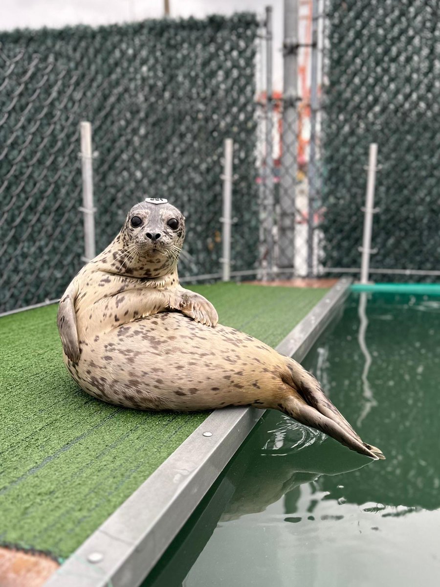 VA Marine Mammal Rescue Society tweet media