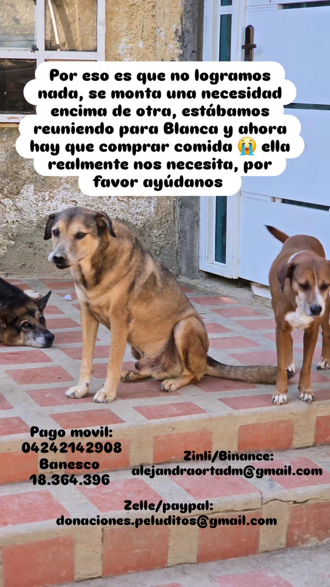 Fundación Peluditos UCVenezuela (@peluditosucv) on Twitter photo 