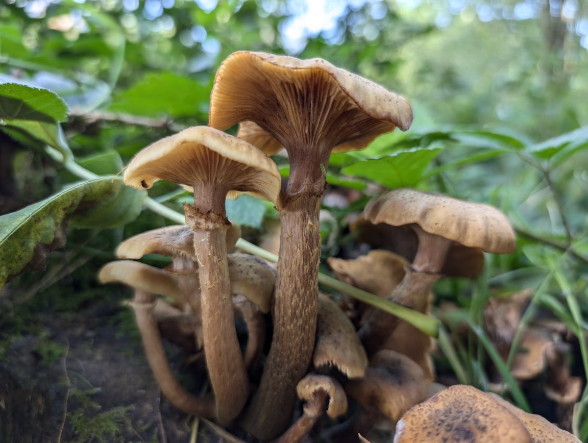 wmsar_marcel's tweet photo. From today's stroll 

#Funghi https://t.co/9uiGf8pnYq