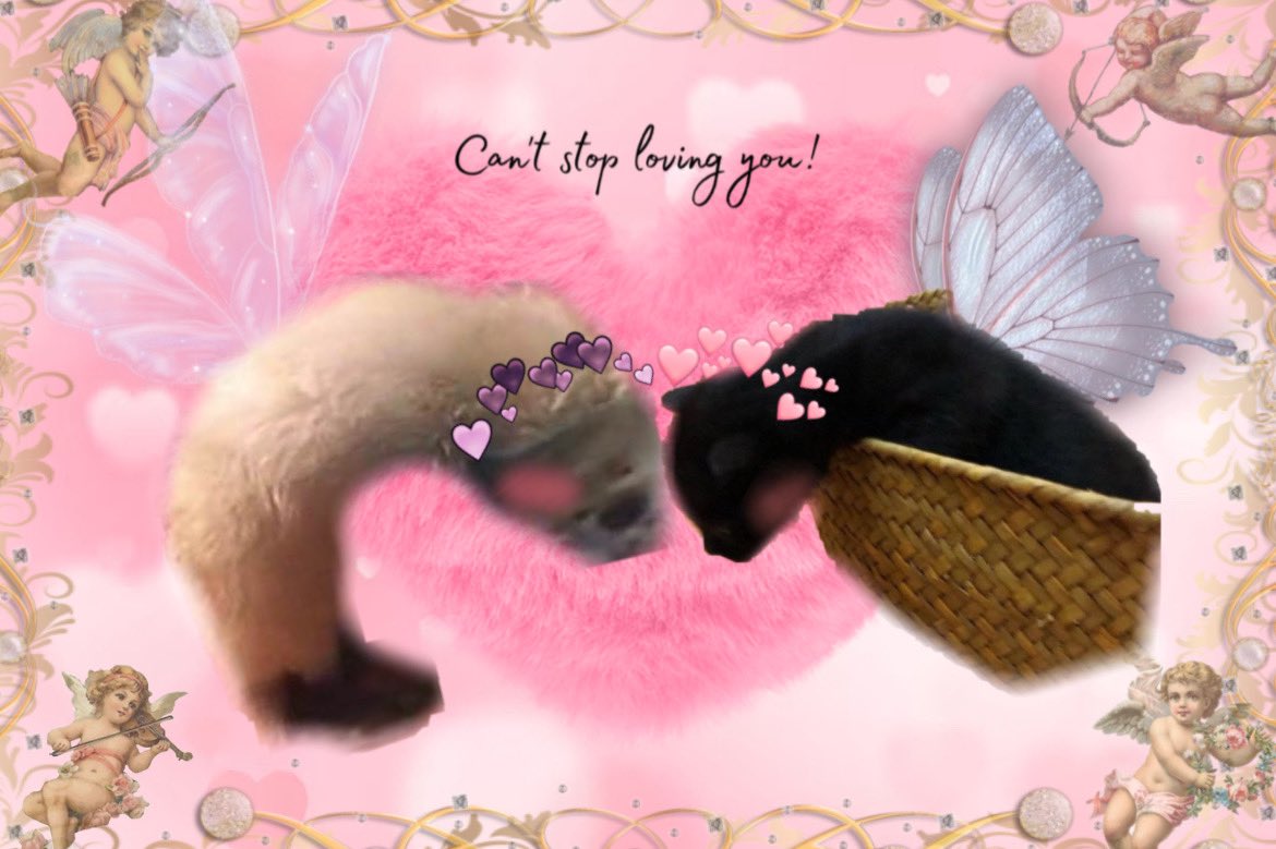 selkiescale's tweet image. two lovers #sealtwt #nikoseal #humsticky