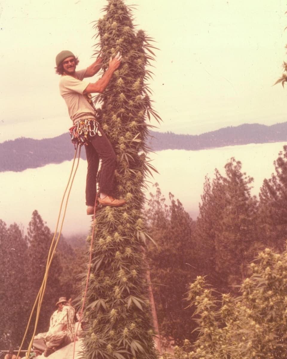 🌲 🌳