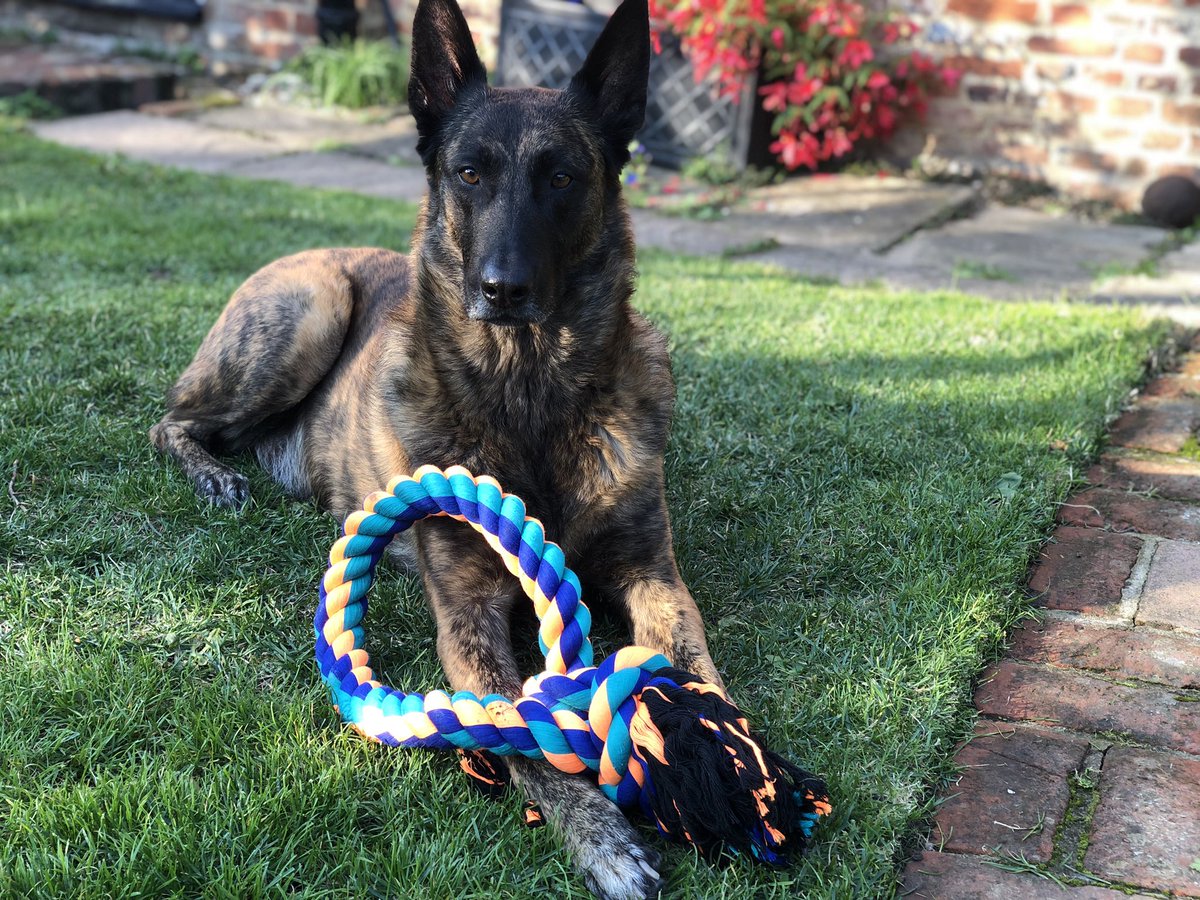 Chappers2013's tweet photo. 2/3 #goodnewssaturday 

These stunning dogs of mine make me smile every day 

@PBaloo is resting after a busy week 😊
#RPDRex loves his new huge toy 🤩
#littlelegs is in charge as always bless him 🥰 https://t.co/poT898D2X7