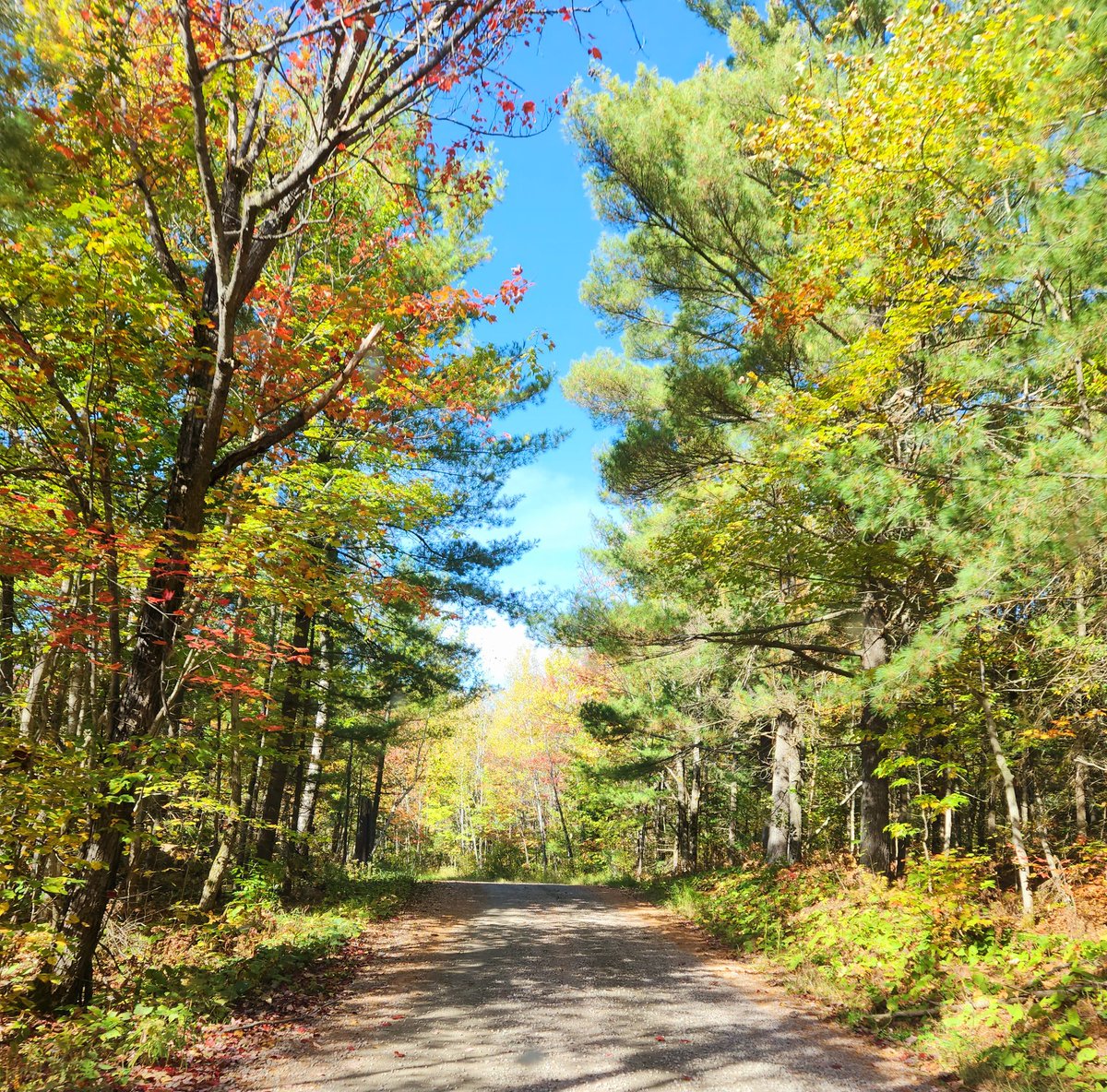 Airfemale14's tweet photo. ๐บ๐ฒ Little Back Roads Fun! ๐งก ๐ ๐๐ฆ
#FallFever ๐ https://t.co/706jBucqfA